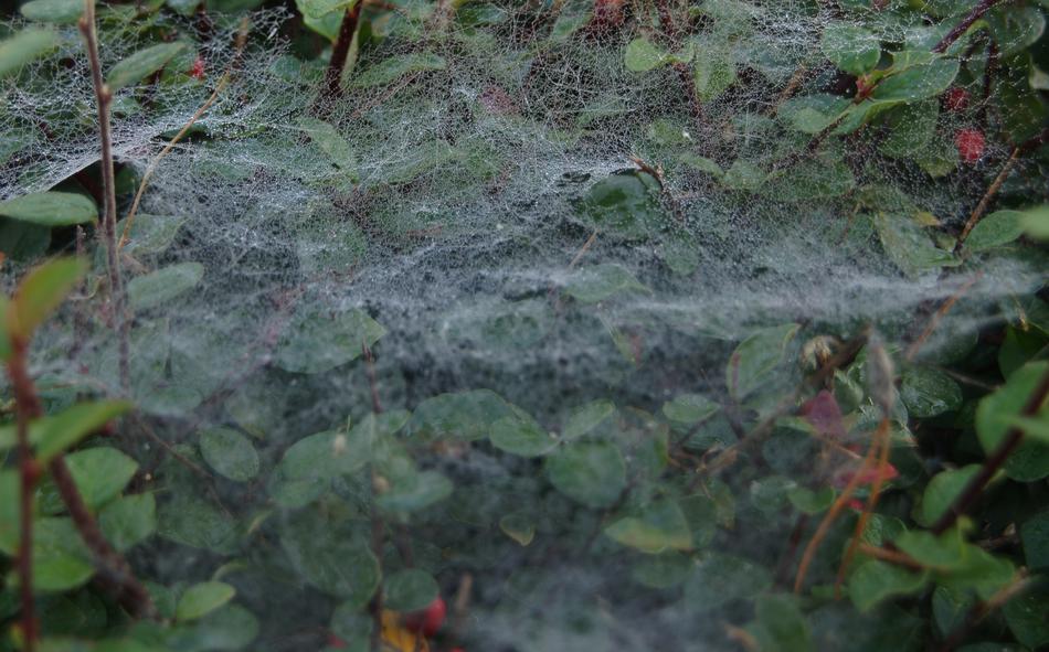 Cobweb Web Weave