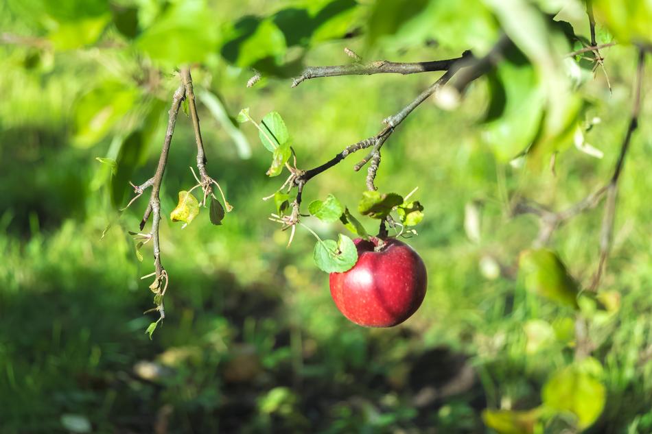 Apple Autumn Fruit