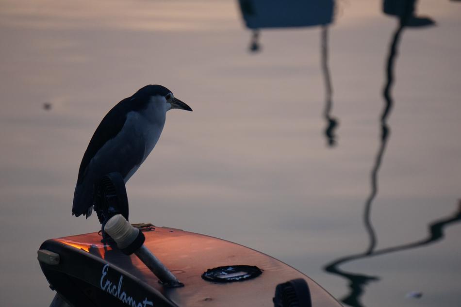 Bird Animal River