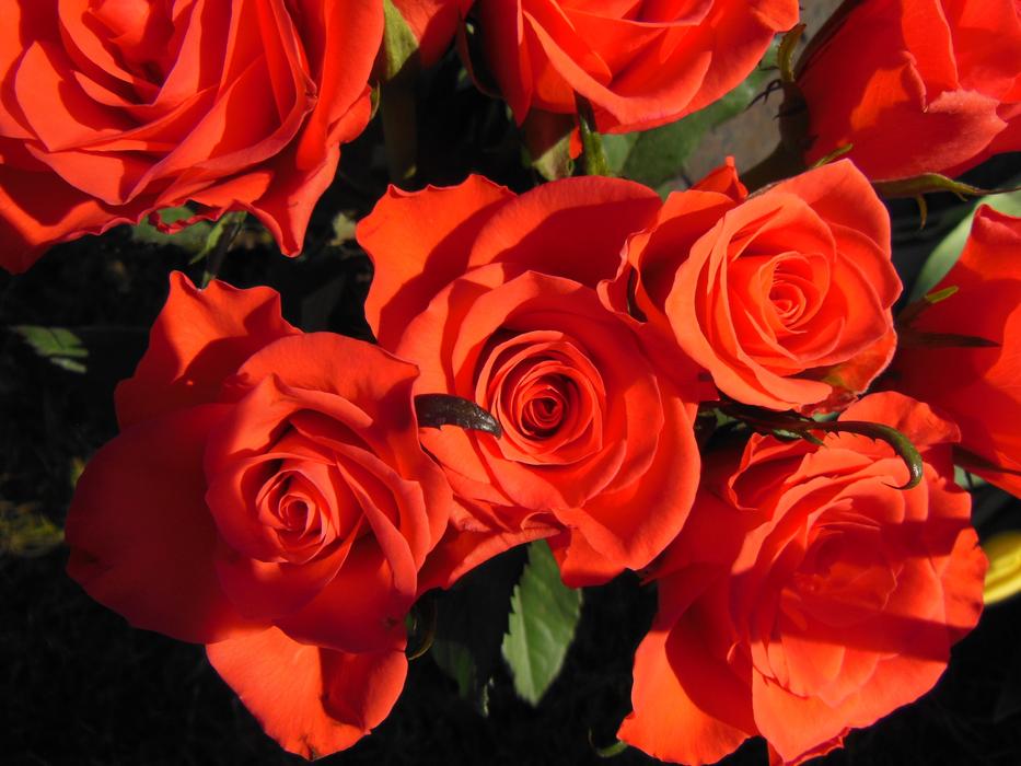 Plants Roses Red