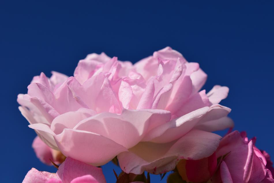 Rose Pink