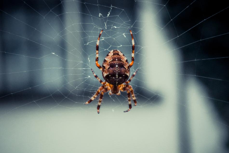 Spider Spiderweb Web