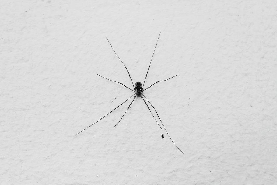 Animal Anxiety Spider Arachnid