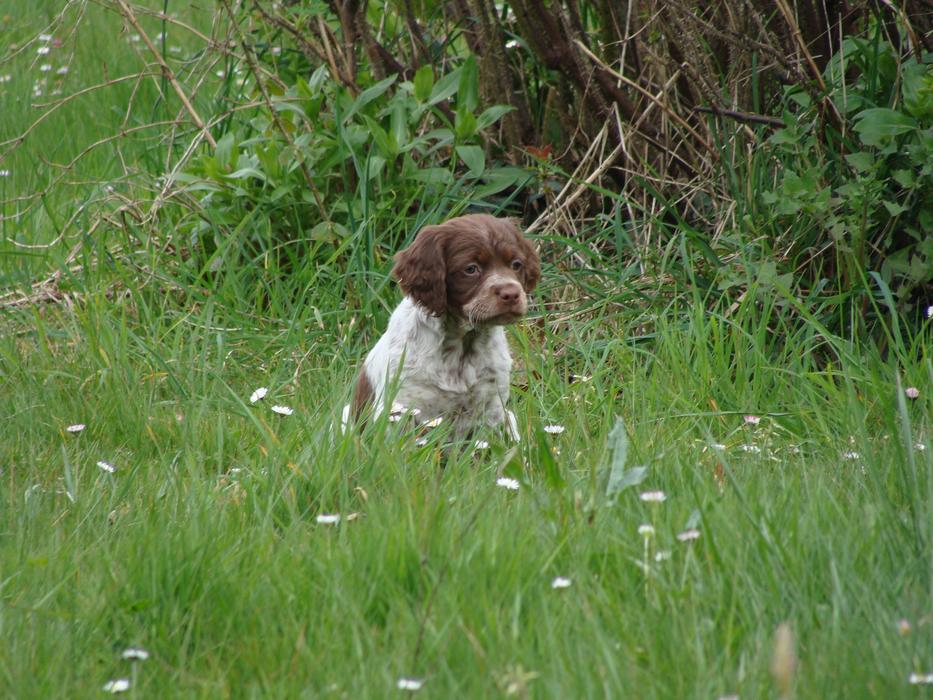 Puppy Spaniel Happy Dog Domestic