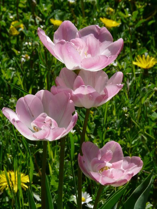 Tulips Pink White Light