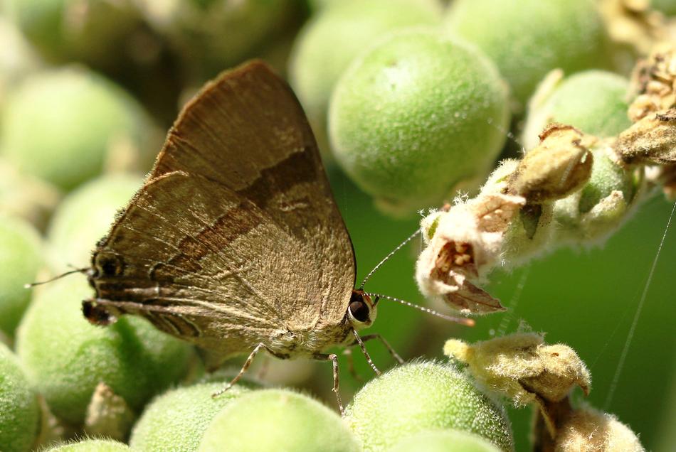 Moths and Leaves