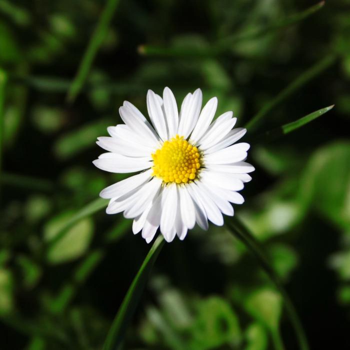 Margaret Flower White
