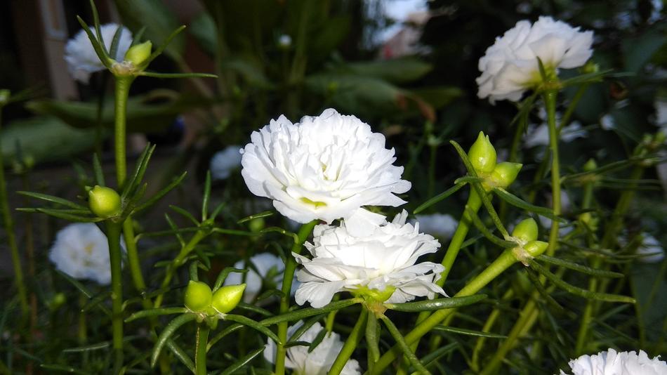 White Flower With Kalee