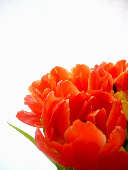 Flower Tulip Yellow