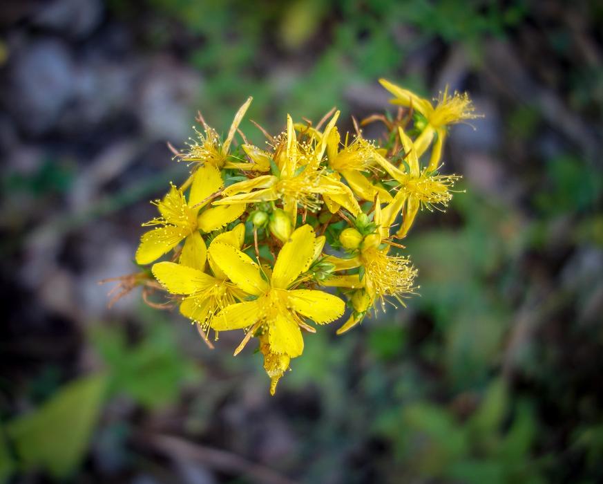 Flower Bloom Yellow