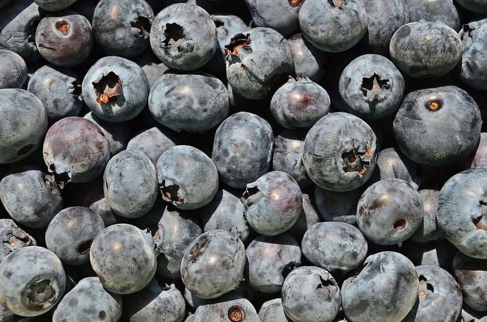 Bilberry American Berries