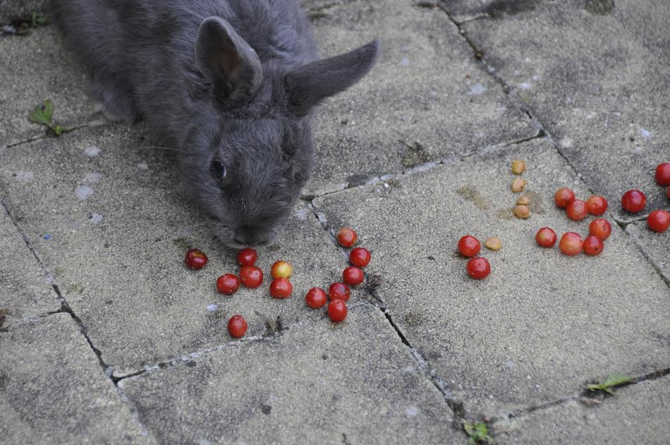 I Love You Rabbit