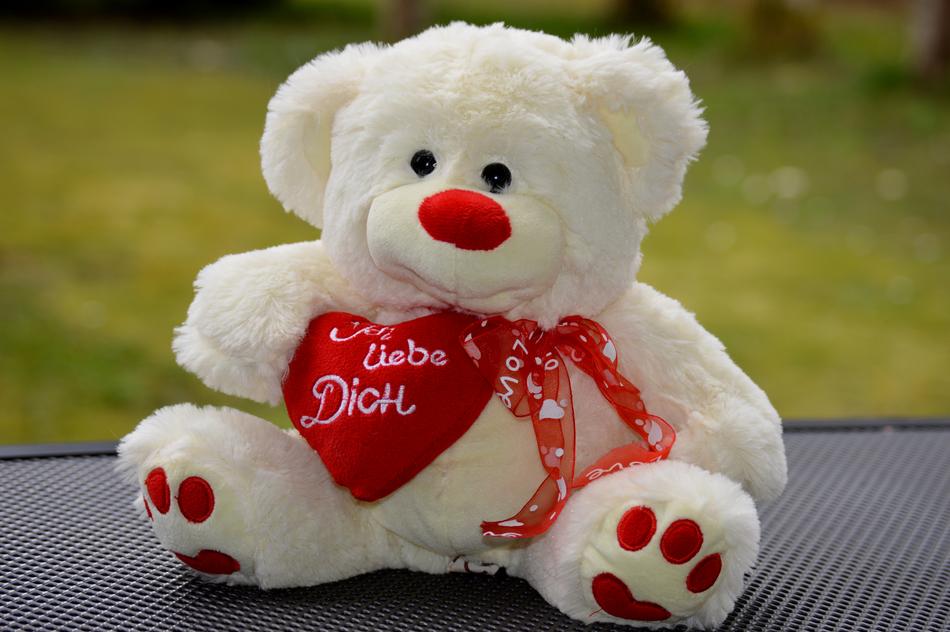 Bear Bears Teddy