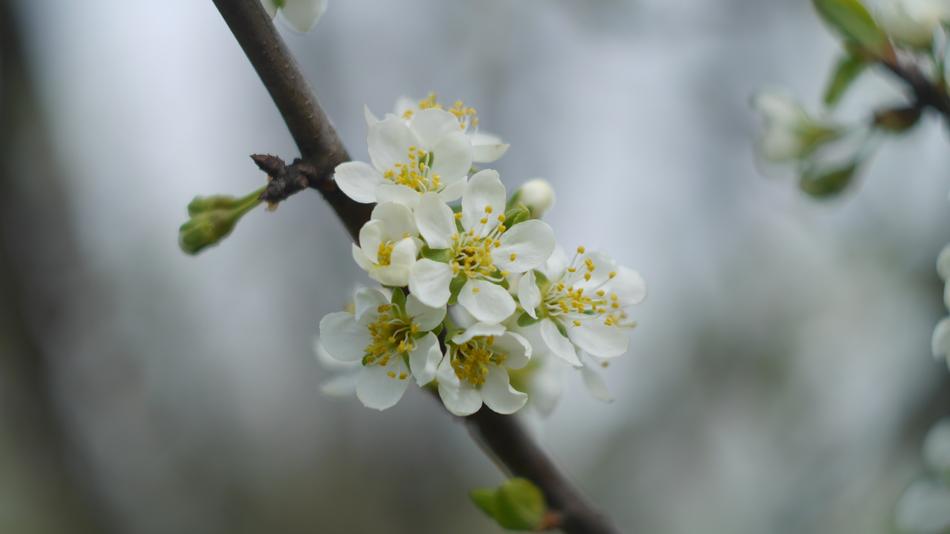 Cherry Flower Closeup Blooming