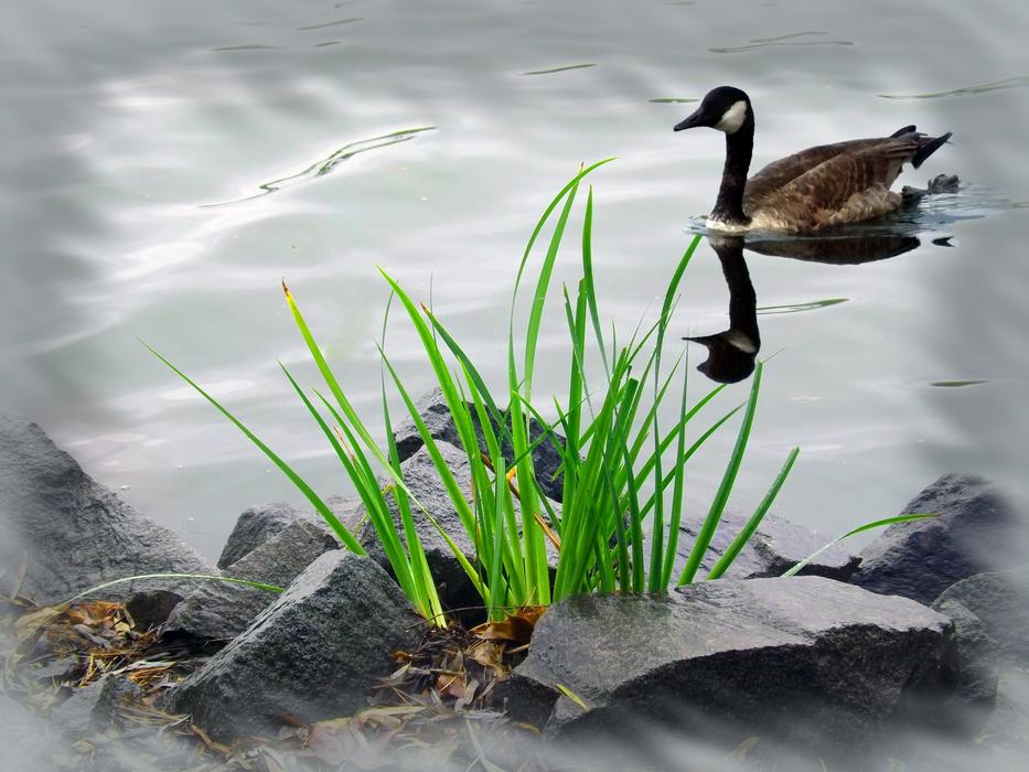 Dreamy Wildlife River