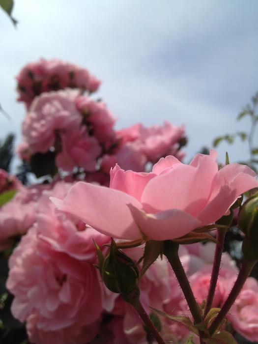 Rose Flowers Floral