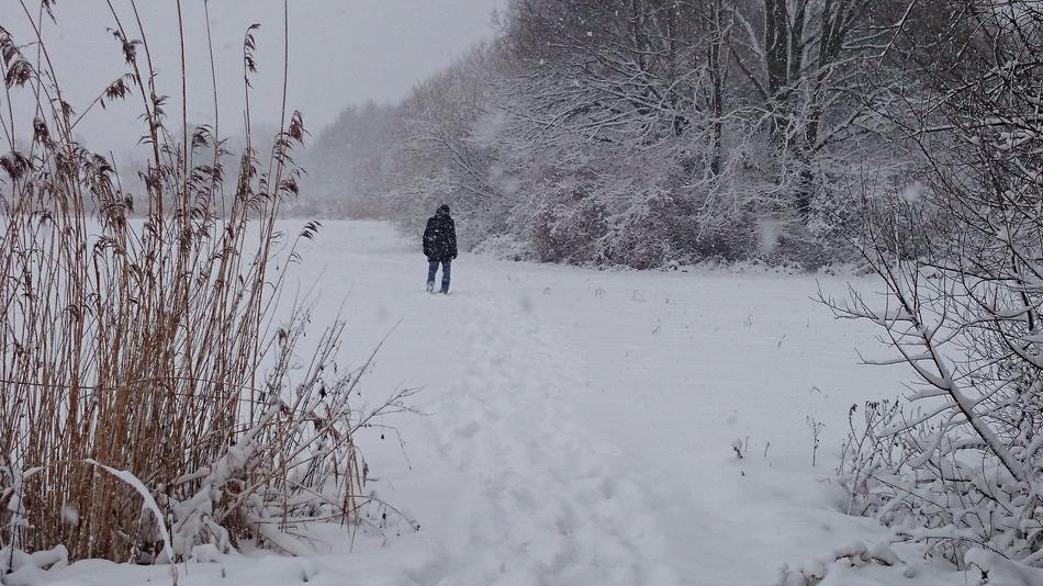 Winter Snow Rushes