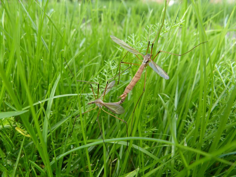 Daddy Longlegs Pairing Tipulidae