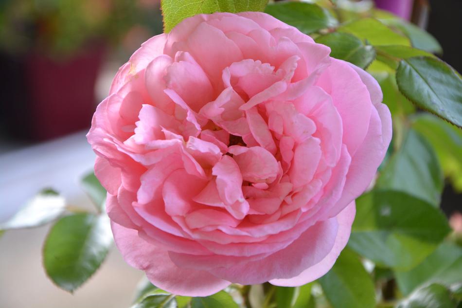 Flower Pink Color