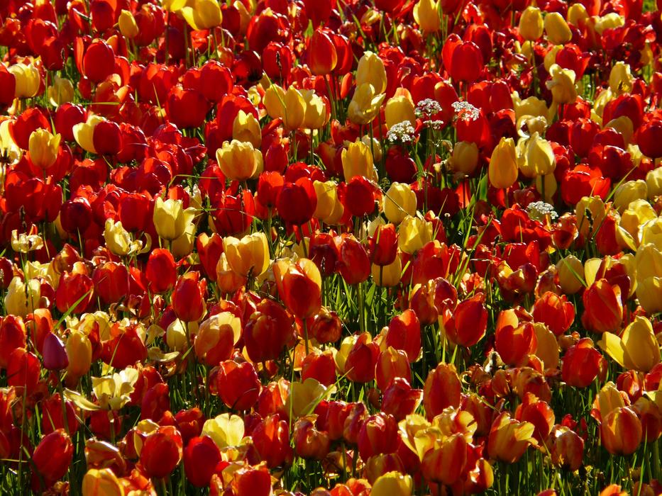 Tulip Field Backlighting Shining