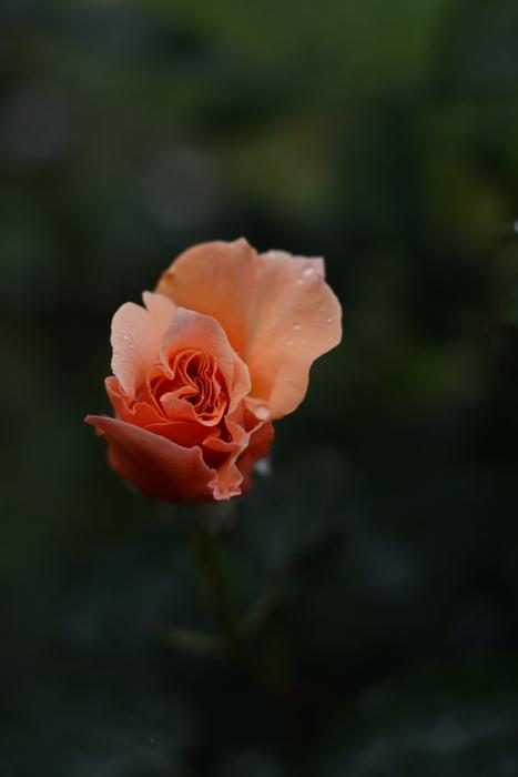 Peach Rose Flower