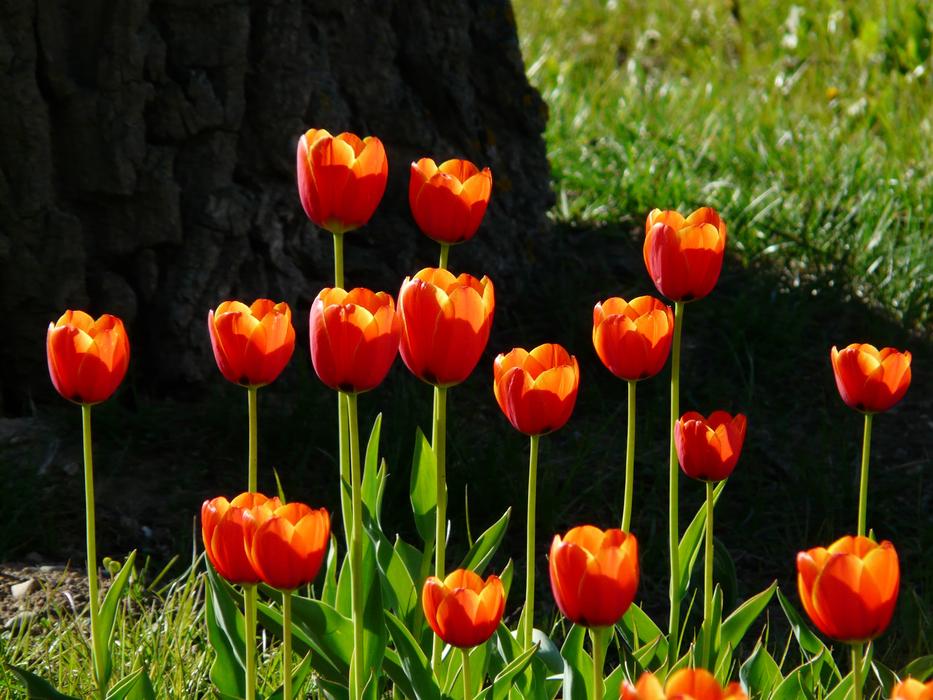 Tulips Red Backlighting
