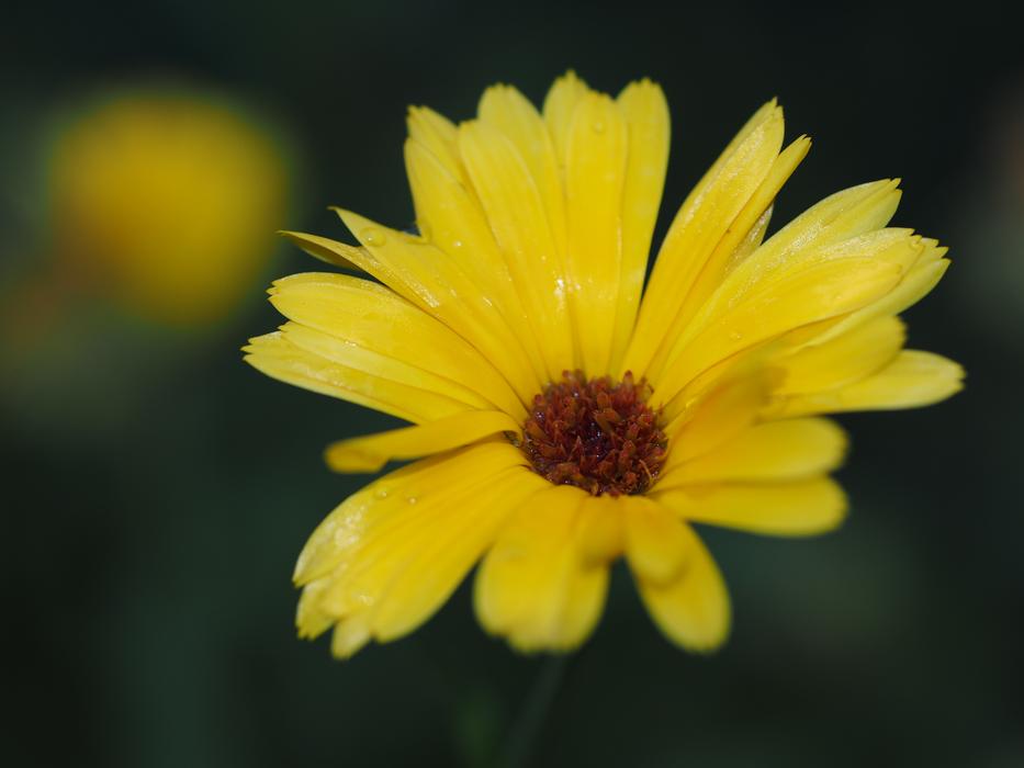 Flower Yellow Summer