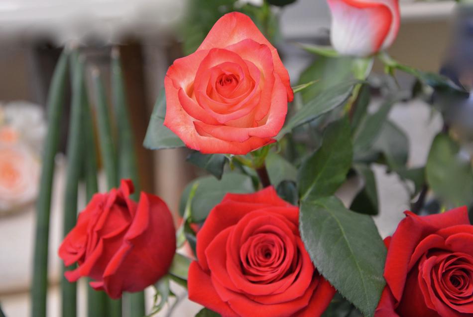Pink Roses Red