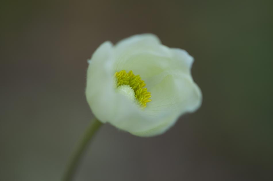 Anemone Flower Bloom
