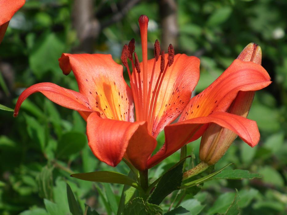 Flower Lily Orange Beautiful