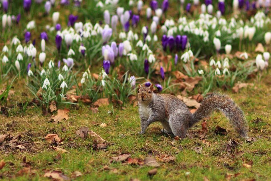 Squirrel in flowers