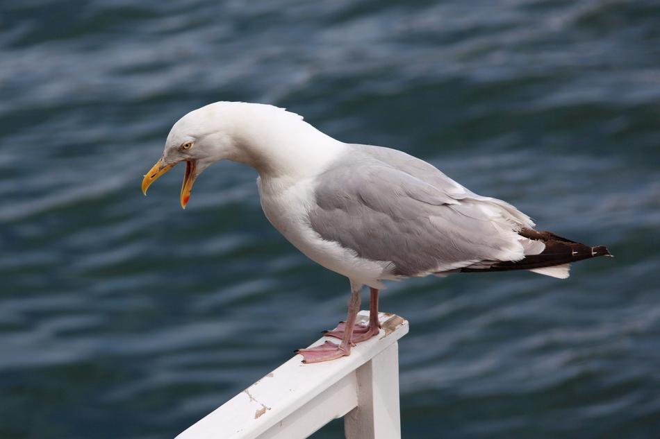 Angry Animal Beak