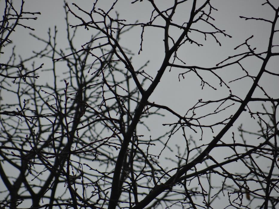 Tree Blätterlos Autumn
