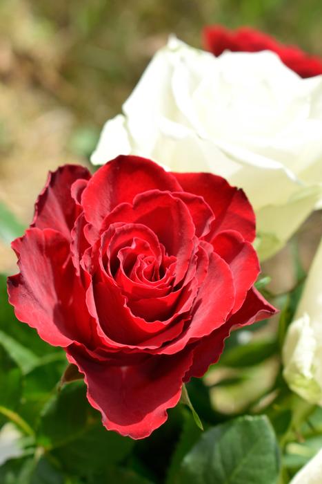 Rose Flower Nature