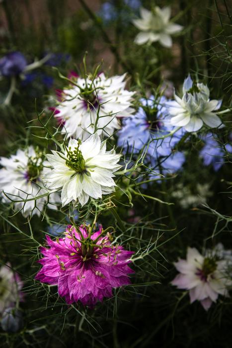 Flowers Nigella Love-In-A-Mist