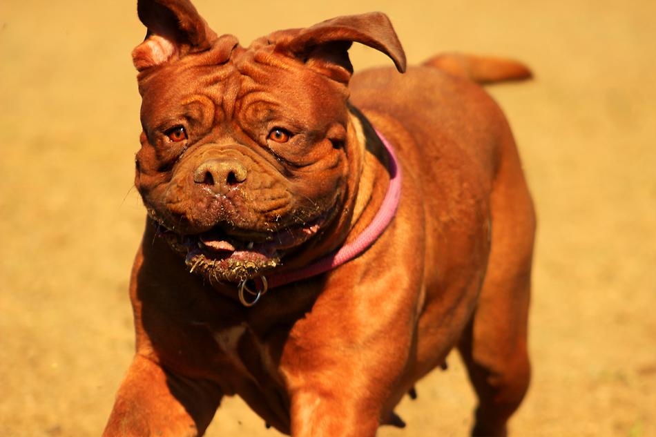 Bordeaux Dog Brown