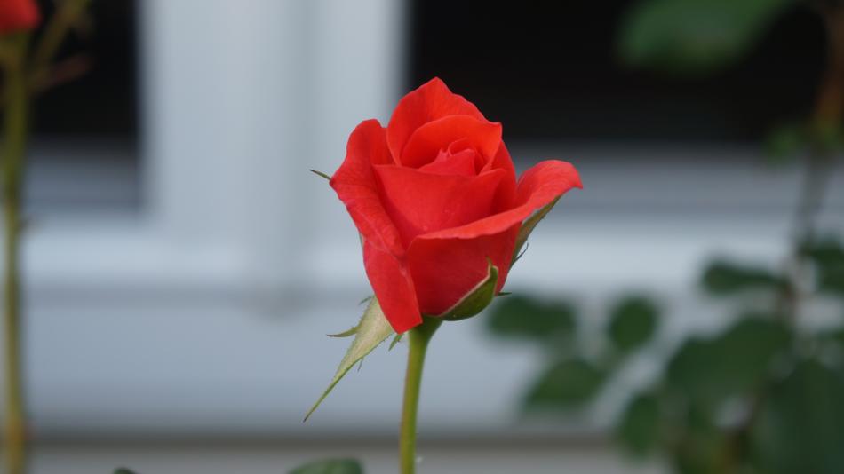 Flower Rose Beautiful