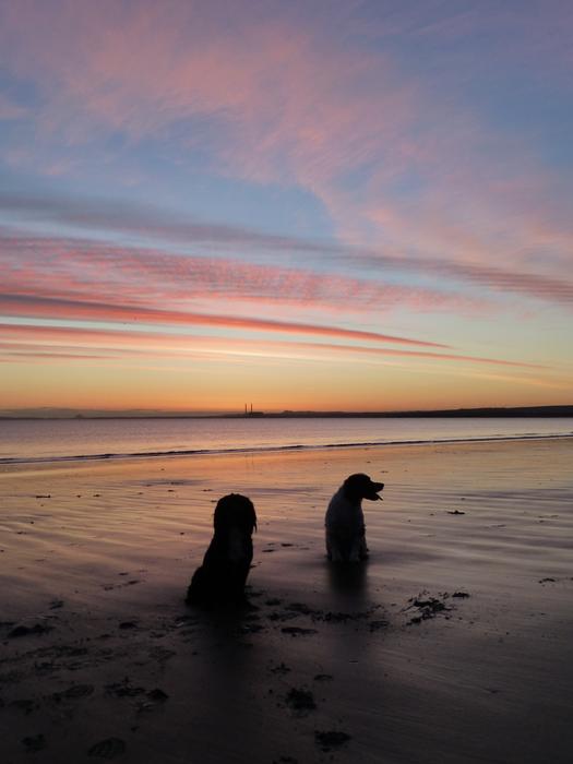 Sunrise Dogs Sky