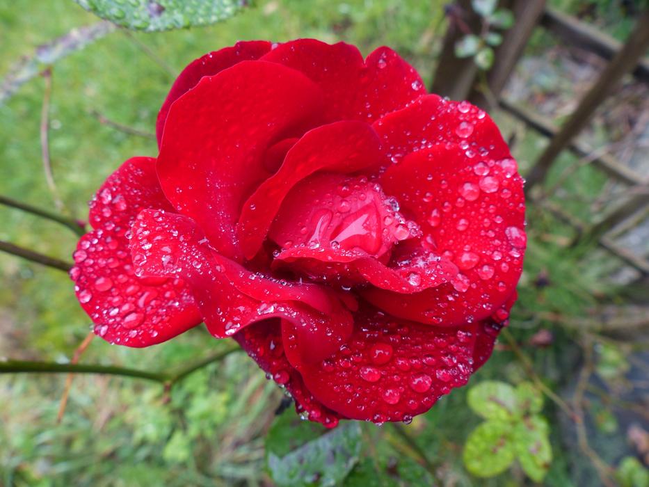 Rose Red Dew