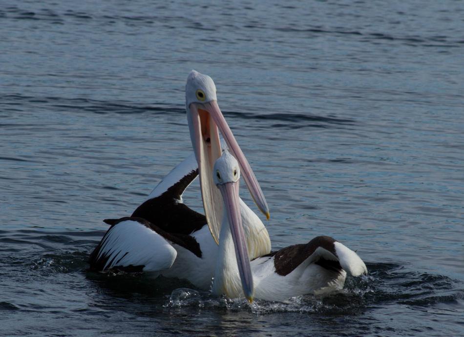 Pelican Couple Happy