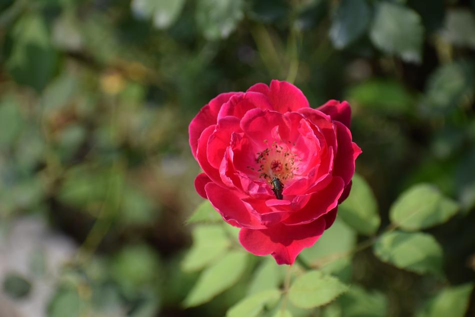 Red Rose Flower