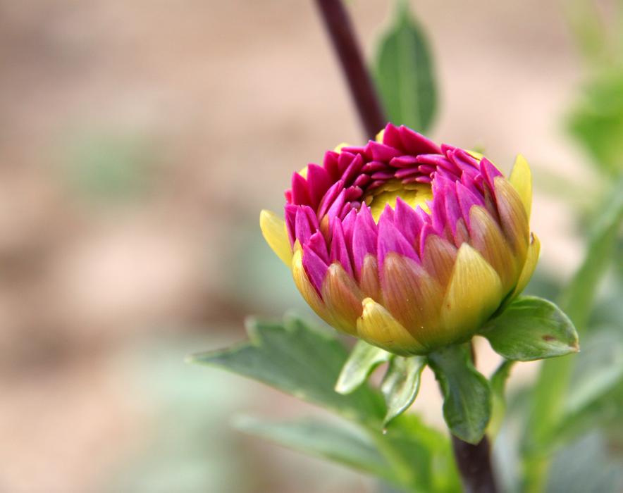 Flower Plants Nature