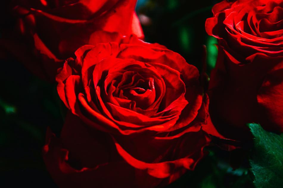 Red Rose Roses