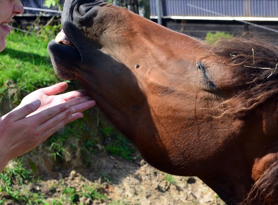 Pony Horse Dare Small