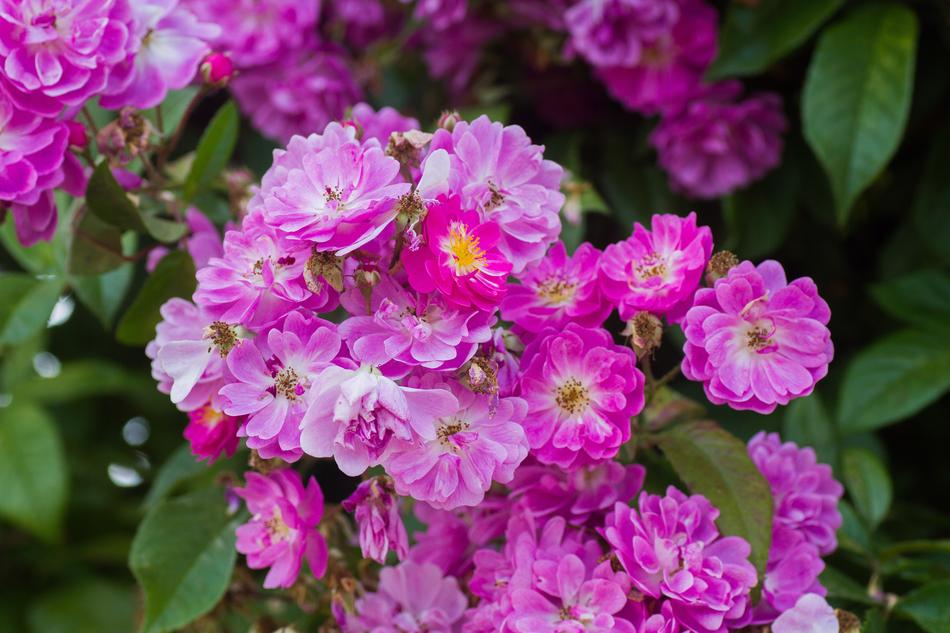 Roses Pink Red