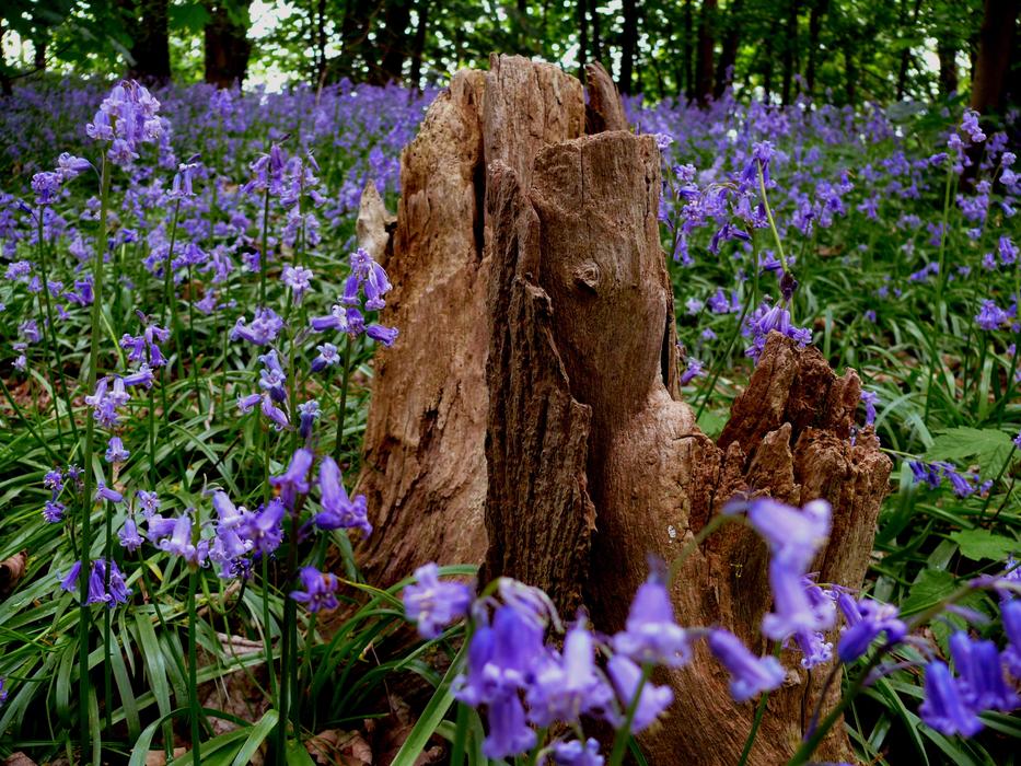 Flower Blue Bluebell