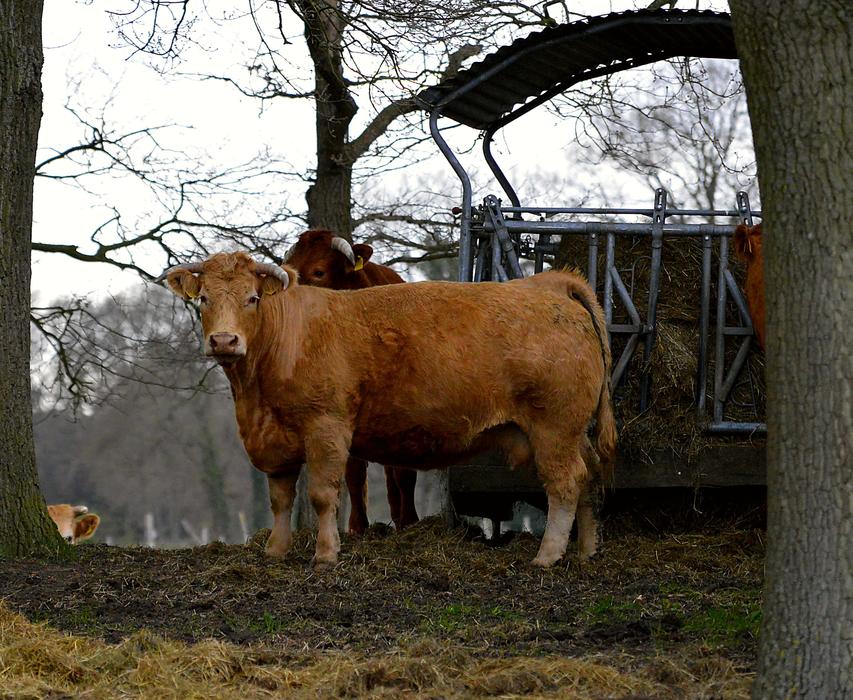 Forest Cow Glade Milk