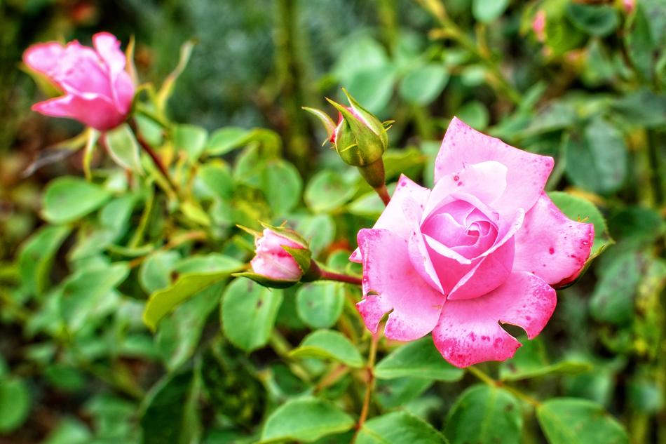 Rose Blossom Bloom