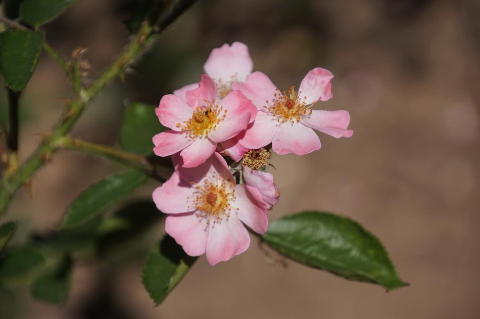 Rose Angela Rosaceae