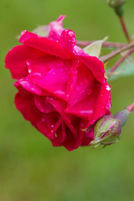 Rose Red Roses